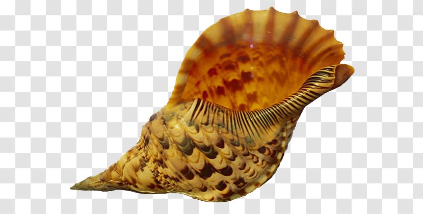 Seashell Conch Sand Wallpaper - Nautilidae Transparent PNG