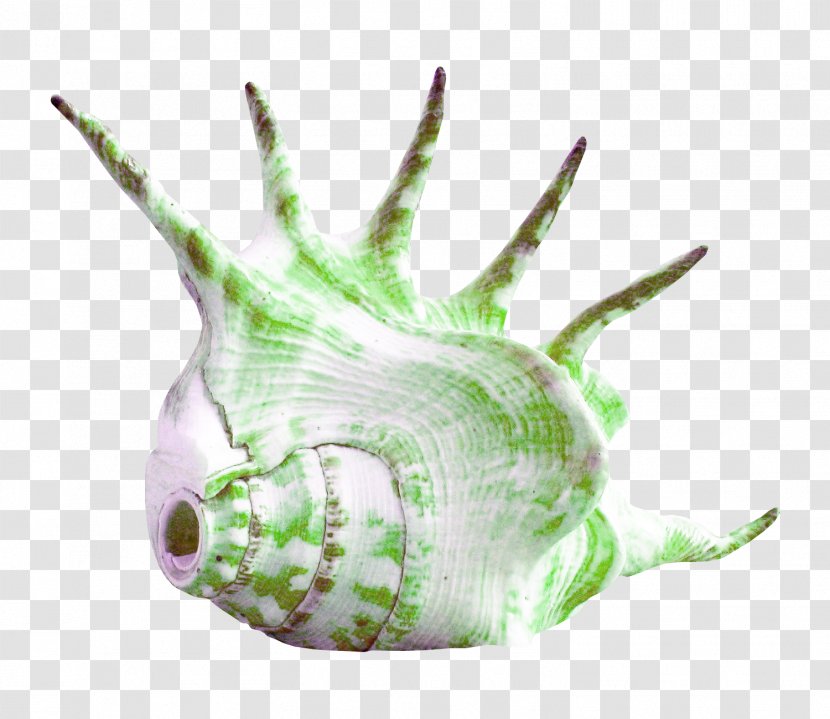 Seashell Conch - Sea Transparent PNG
