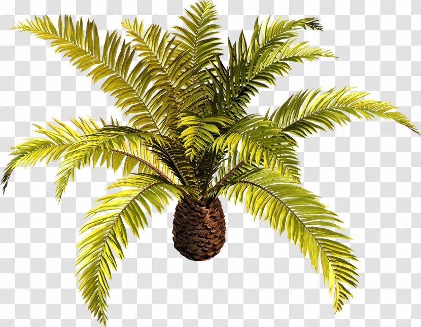Tree Arecaceae Plant Clip Art - Coconut - Palm Transparent PNG
