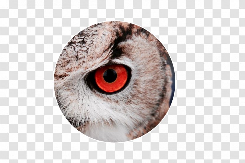 A Wise Old Owl Bird Snowy - Heart Transparent PNG