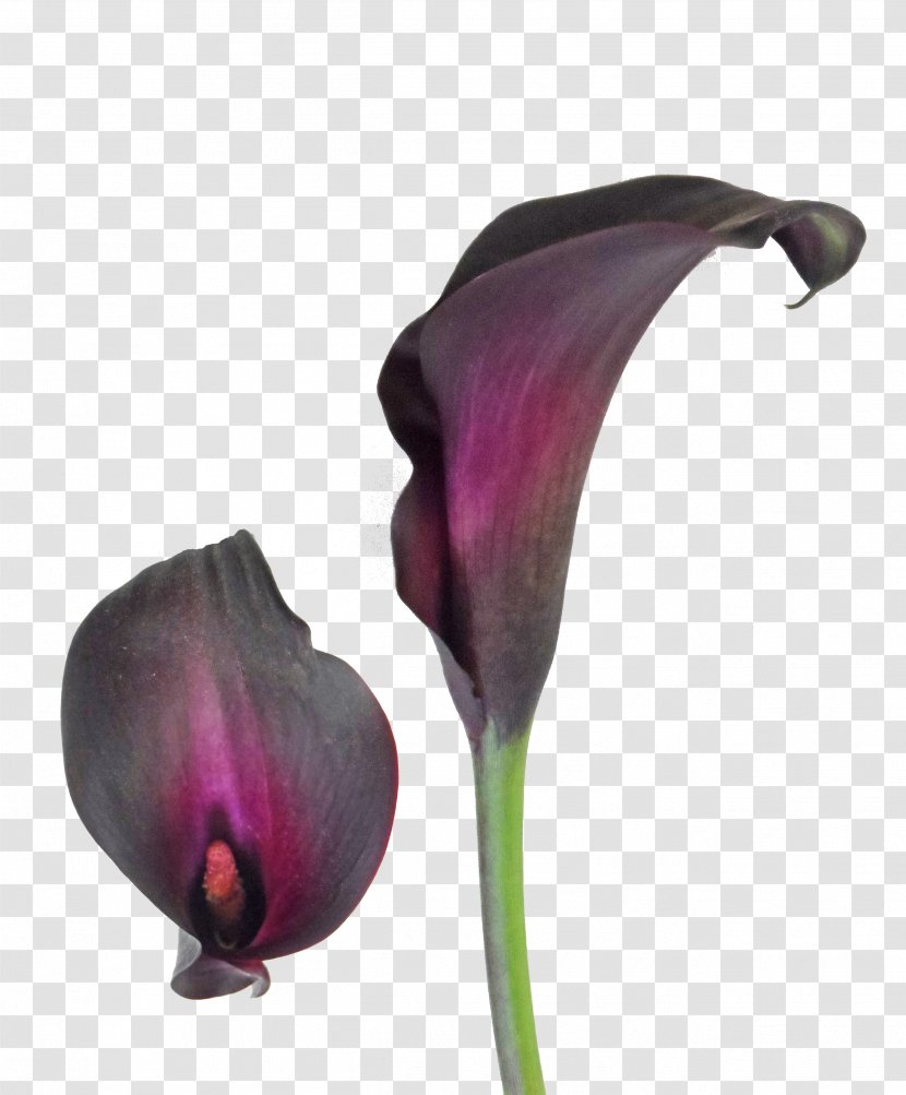 Arum-lily Tiger Lily Bulb Callalily Flower Transparent PNG