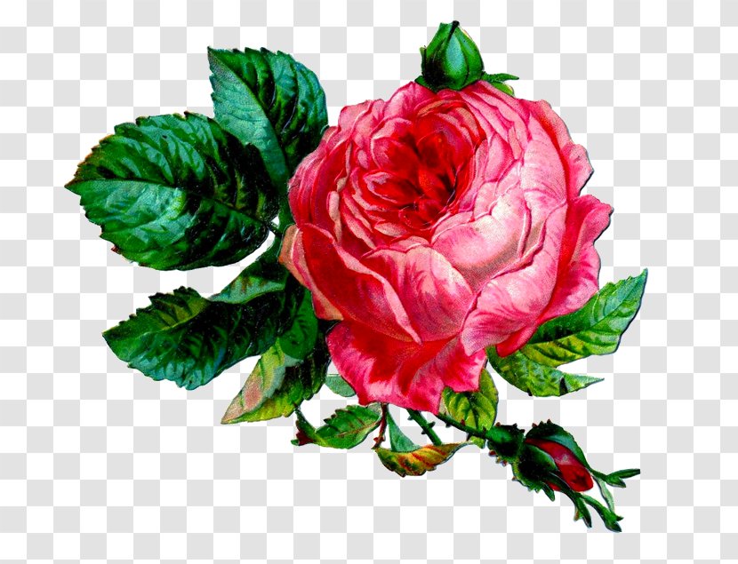 Larnach Castle Garden Roses Clip Art Graphics - Rose Transparent PNG