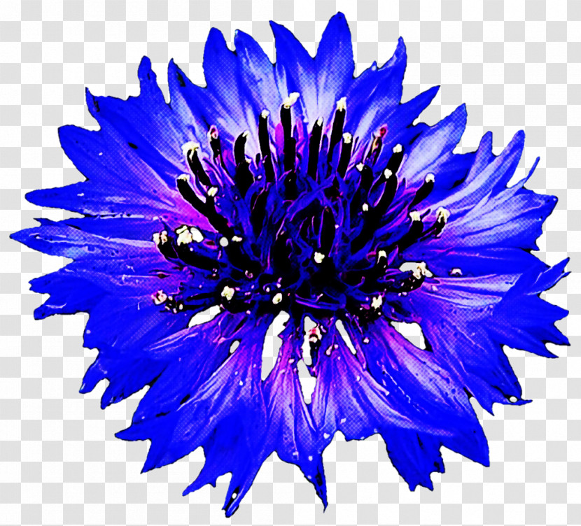 Blue Flower Petal Cobalt Blue Plant Transparent PNG