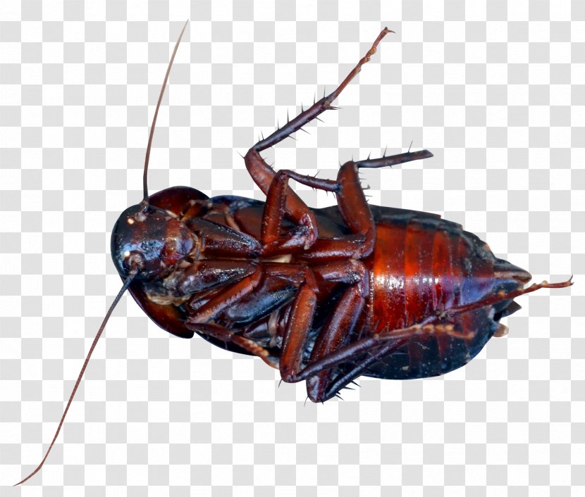 Cockroach Beetle - Cartoon Transparent PNG