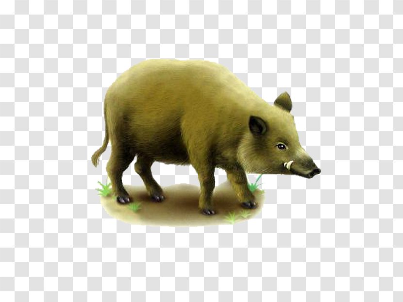 Wild Boar Game Tusk Euclidean Vector - Brown Transparent PNG