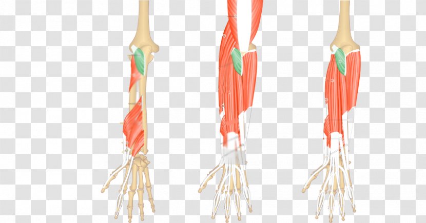 Anconeus Muscle Brachioradialis Extensor Carpi Ulnaris Posterior Compartment Of The Forearm - Arm - Circulatory System Transparent PNG