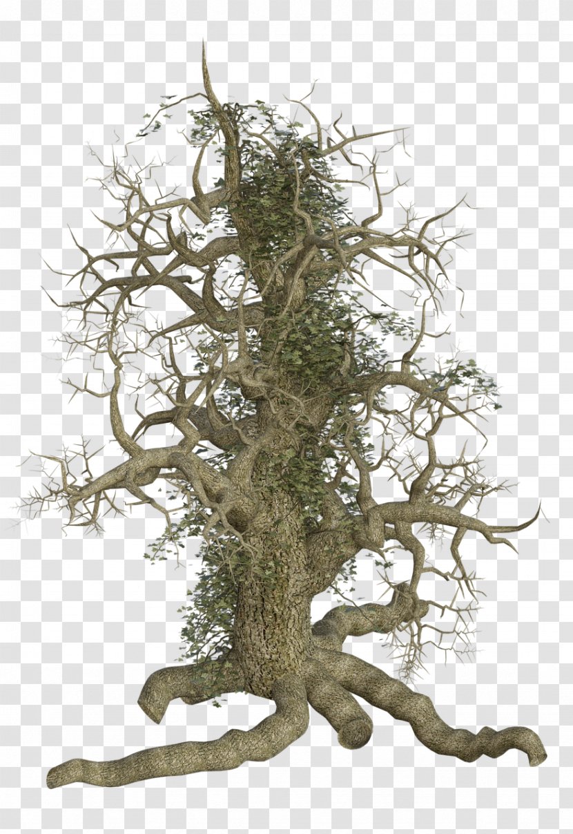 Twig Tree Stump Trunk - Bild Transparent PNG