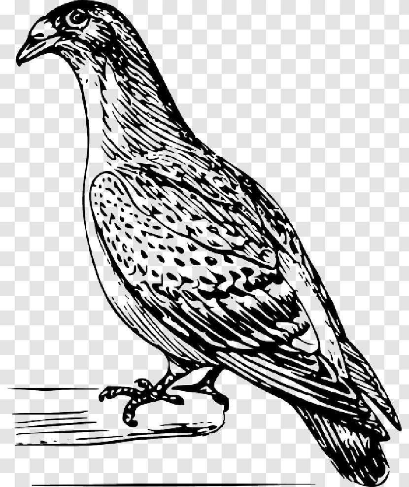 Pigeons And Doves Homing Pigeon Drawing English Carrier Vector Graphics - Hawk - Bird Feathers Transparent PNG