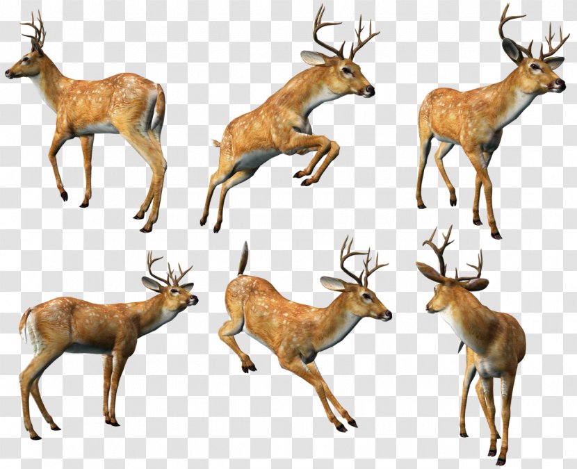 Reindeer Elk White-tailed Deer Musk - Puppy - 3D Deers Collection Clipart Transparent PNG