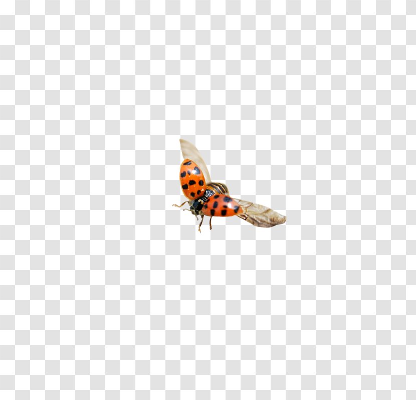 Insect Icon - Ladybug Transparent PNG