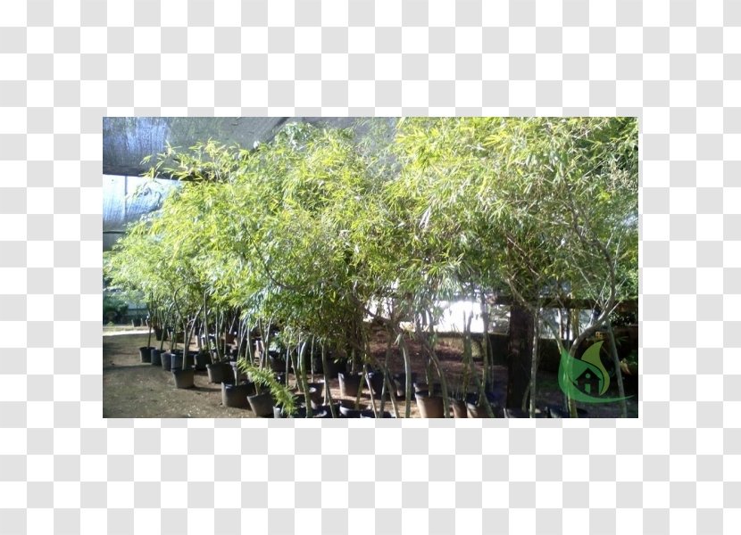 Tree Plantation Shrub - Grass Transparent PNG
