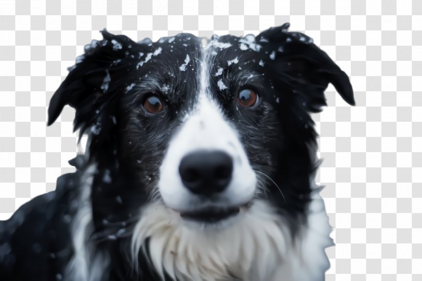 Cute Border - Stabyhoun - Mcnab Scotch Collie Transparent PNG