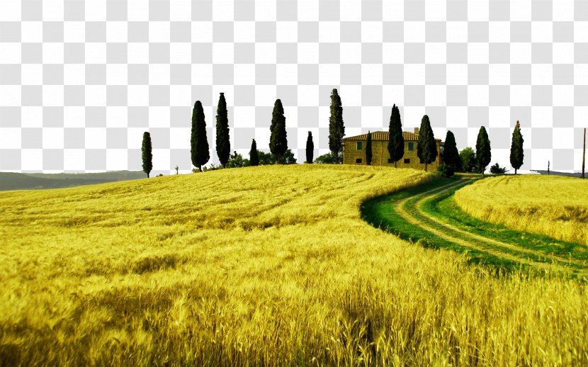 Tuscany Landscape Photography High-definition Television Wallpaper - Italy - Prairie Four Transparent PNG