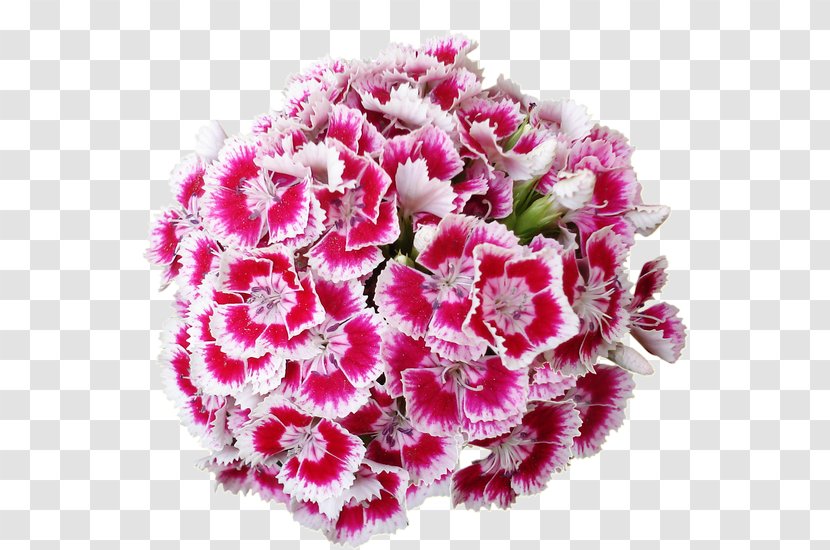 Cut Flowers Carnation - Magenta - Flower Transparent PNG