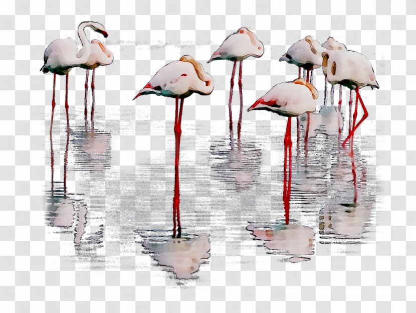 Product Design Beak - Greater Flamingo - Wildlife Transparent PNG