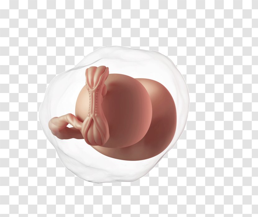 Week 5 Of Pregnancy Fetus Infant - Flower Transparent PNG