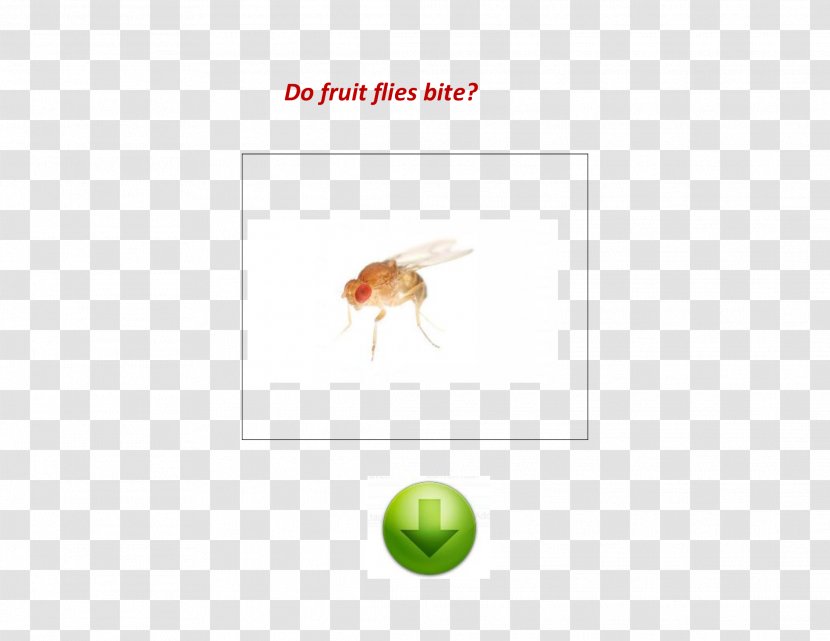 Mosquito Insect Common Fruit Fly Motherhealth LLC - Slideshare Transparent PNG