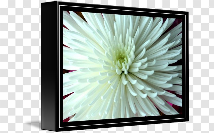 Chrysanthemum Picture Frames Rectangle - Flora Transparent PNG