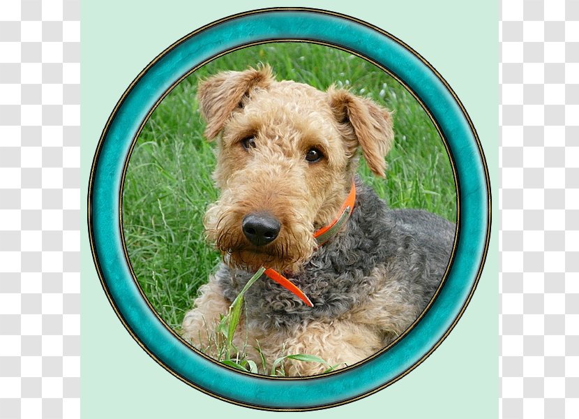 Airedale Terrier Lakeland Welsh Irish Dog Breed Transparent PNG