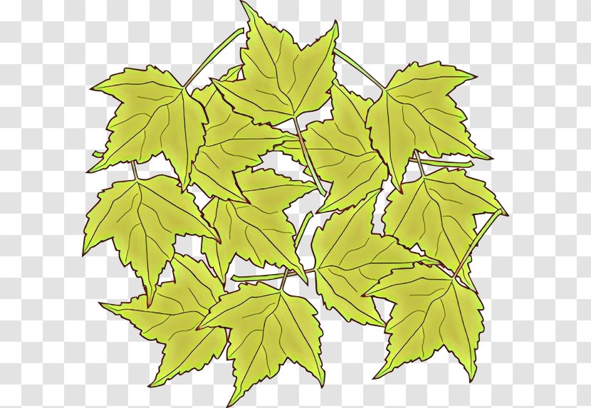 Maple Leaf - Grape Leaves - Woody Plant Flowering Transparent PNG
