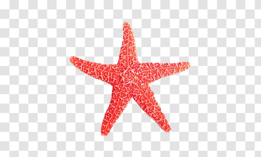 Euclidean Vector Starfish Icon - Marine Invertebrates - Red Transparent PNG