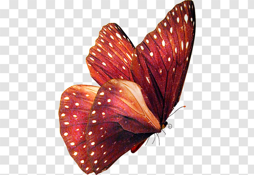 Butterfly Insect Clip Art - Moth Transparent PNG