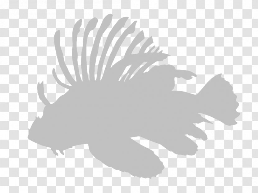 Red Lionfish AIS Indonesia Fairfield Mammal Login - Invasive Species Signs Transparent PNG