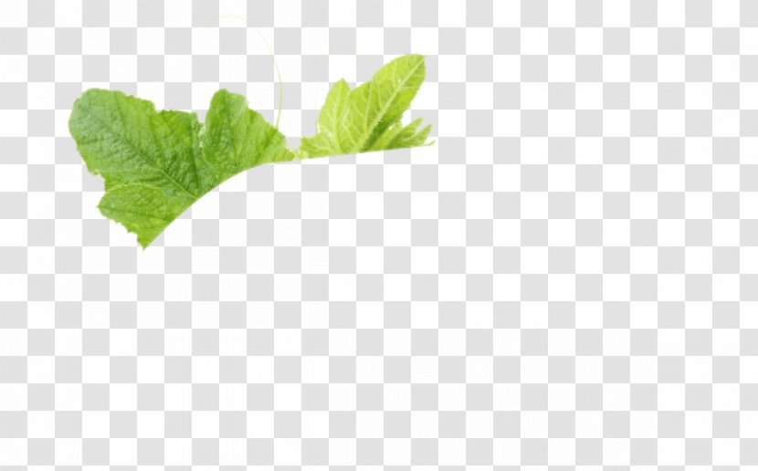 Spring Greens Herbalism Romaine Lettuce Leaf - Herbal Transparent PNG