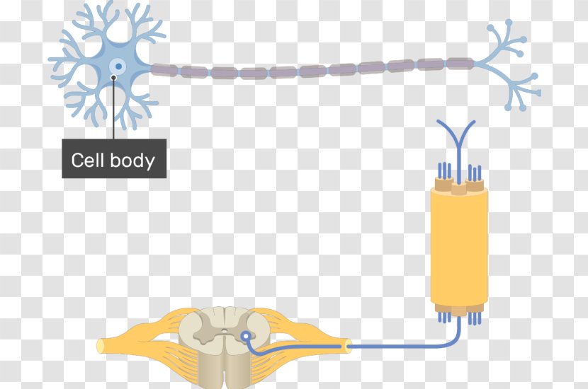 Multipolar Neuron Pseudounipolar Soma - Purkinje Cell - Motor Transparent PNG