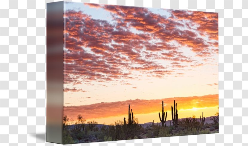 Sonoran Desert Sunrise Painting Transparent PNG