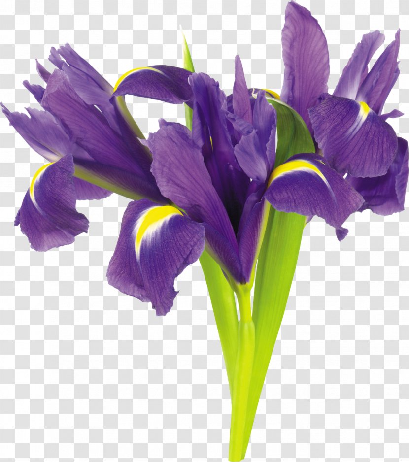 Irises Flower Plant Clip Art - Iris Family - Mimosa Transparent PNG