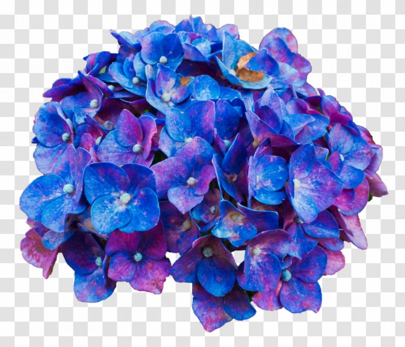 Flower Desktop Wallpaper Hydrangea - Purple Transparent PNG