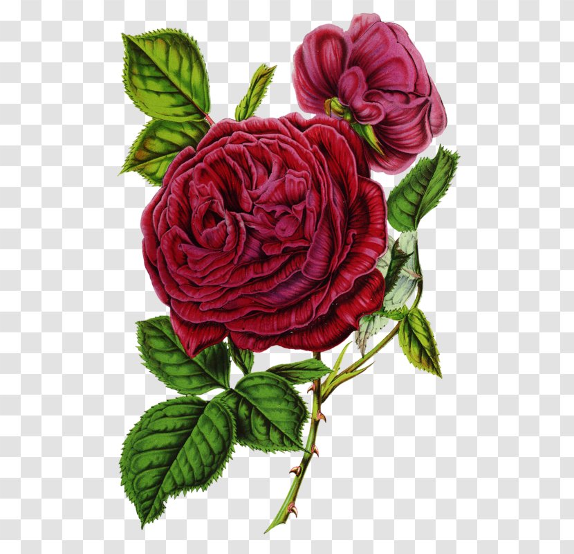 Garden Roses Canvas Print Floral Design - Plant Transparent PNG