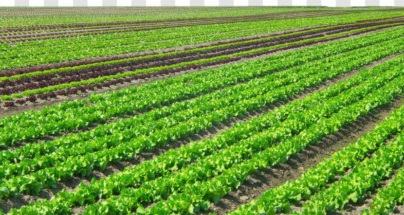 Agriculture Plantation Organic Farming Crop Vegetable - Intensive - Garden Transparent PNG