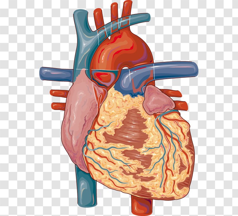 Heart Medicine Lymph Node Cardiovascular Disease Circulatory System - Tree Transparent PNG