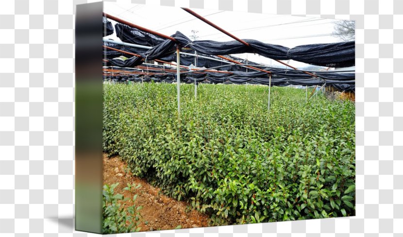 Crop Grasses Plantation Tree Shrub - Herb - Tea Transparent PNG