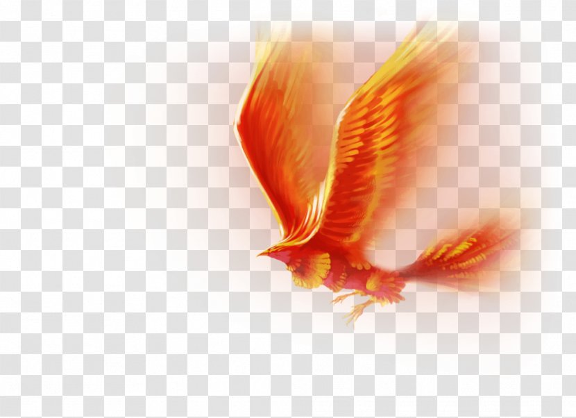 Desktop Wallpaper Image Phoenix Clip Art - Macro Photography Transparent PNG