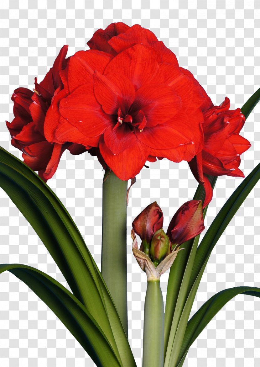 Amaryllis Flower Red Bulb White - Floraison - Bulbe Transparent PNG