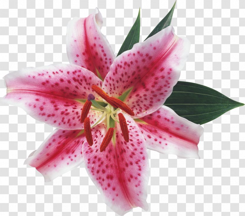 Lilium Flower Blossom Lily Of The Valley Ornamental Plant Transparent PNG