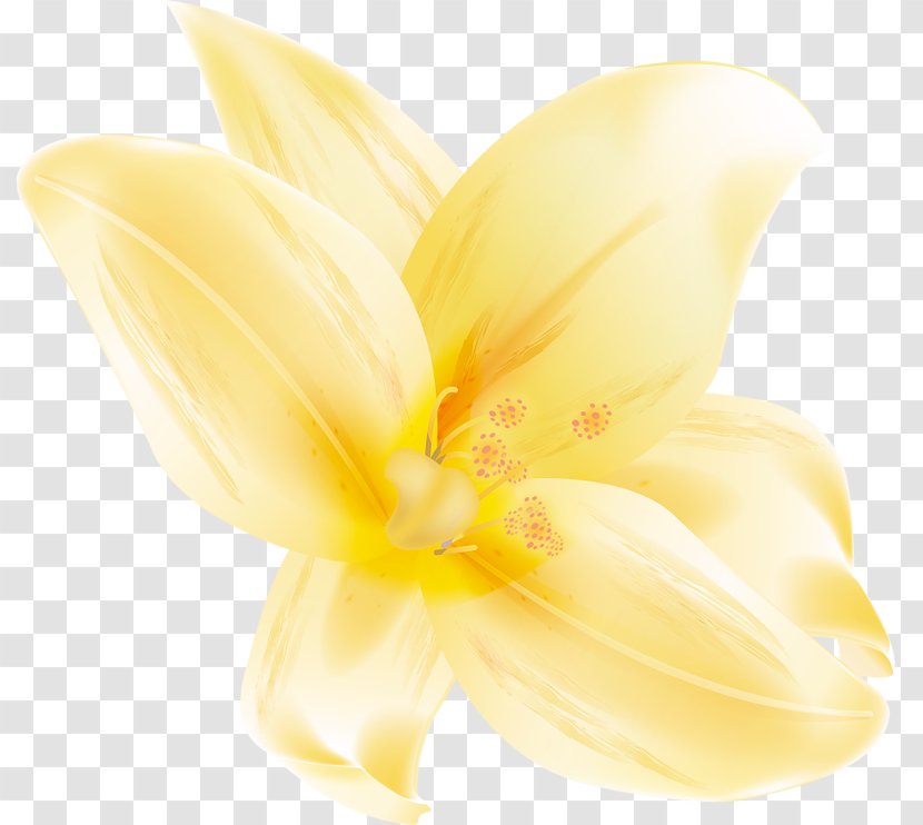 Cut Flowers Lilium Petal Plant - Yellow Transparent PNG