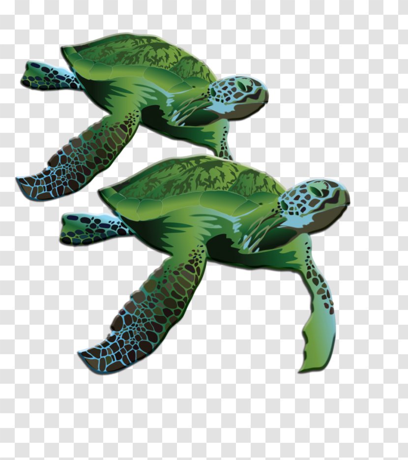 Loggerhead Sea Turtle La Quinta Inns & Suites Terrestrial Animal Transparent PNG