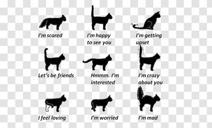 Cat Communication Kitten Tail Wagging By Dogs - Dogcat Relationship Transparent PNG
