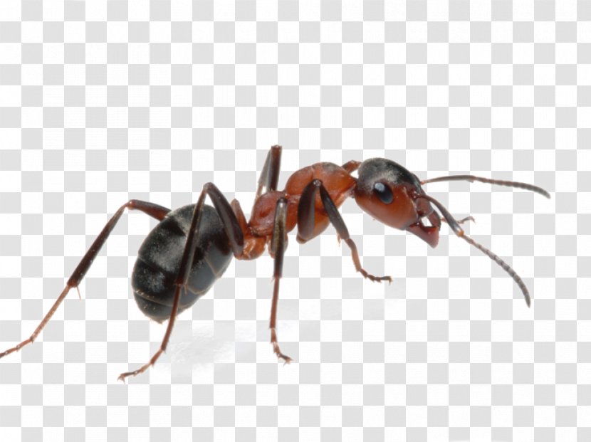Argentine Ant Insect Pest Colony - Control Transparent PNG