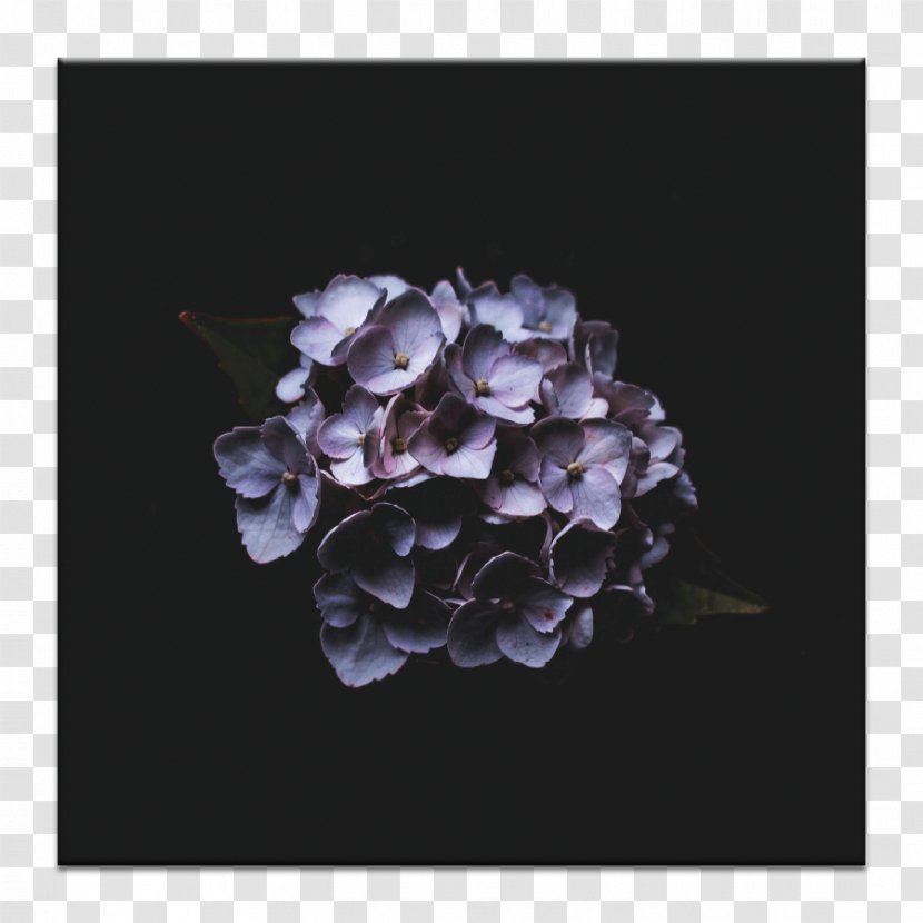 IPhone X French Hydrangea Desktop Wallpaper Photograph Flower - Iphone Transparent PNG