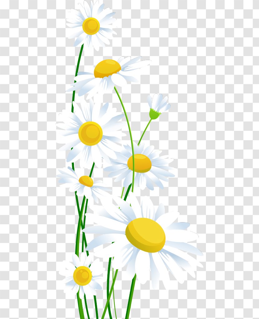 Common Daisy Clip Art - Chain - Ромашки Transparent PNG