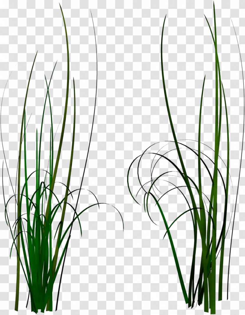 Grass Plant Chives Family Flower - Allium Stem Transparent PNG