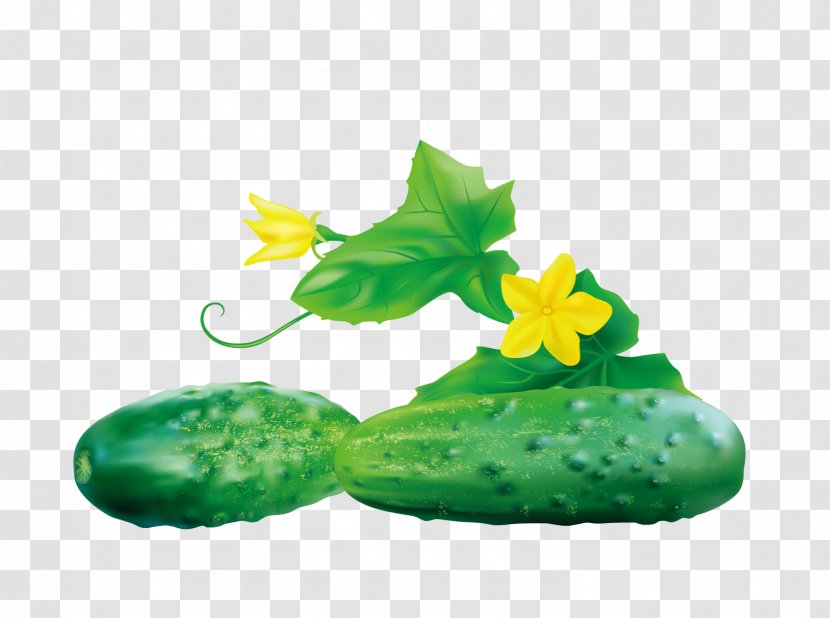 Cucumber Vegetable Food - Potato Transparent PNG