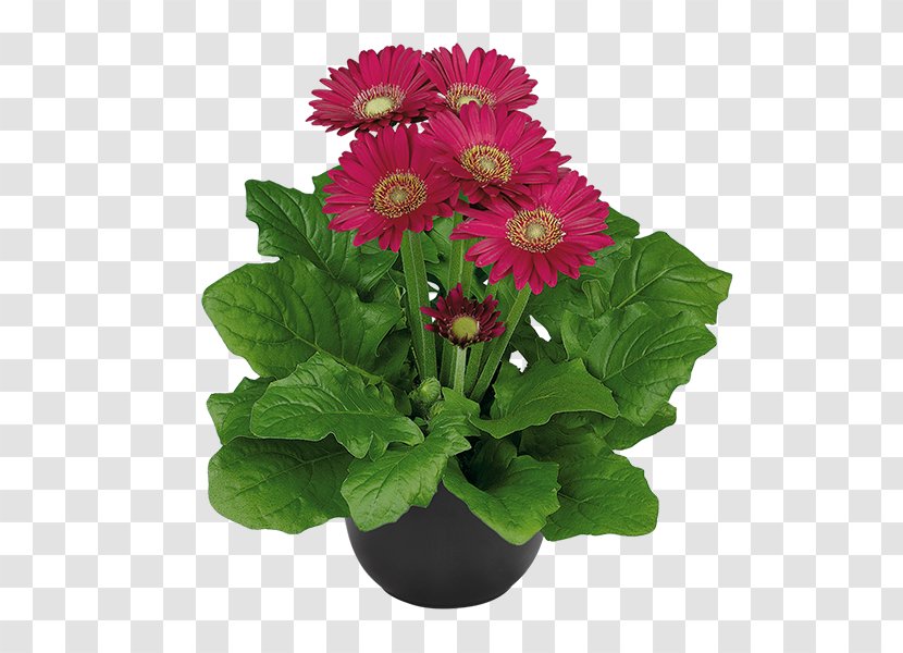 Gerbera Jamesonii Cut Flowers Plant Chrysanthemum - Lilac Flower Transparent PNG