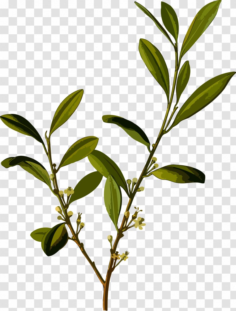 Erythroxylum Coca On Bolivia Novogranatense - Rama Transparent PNG