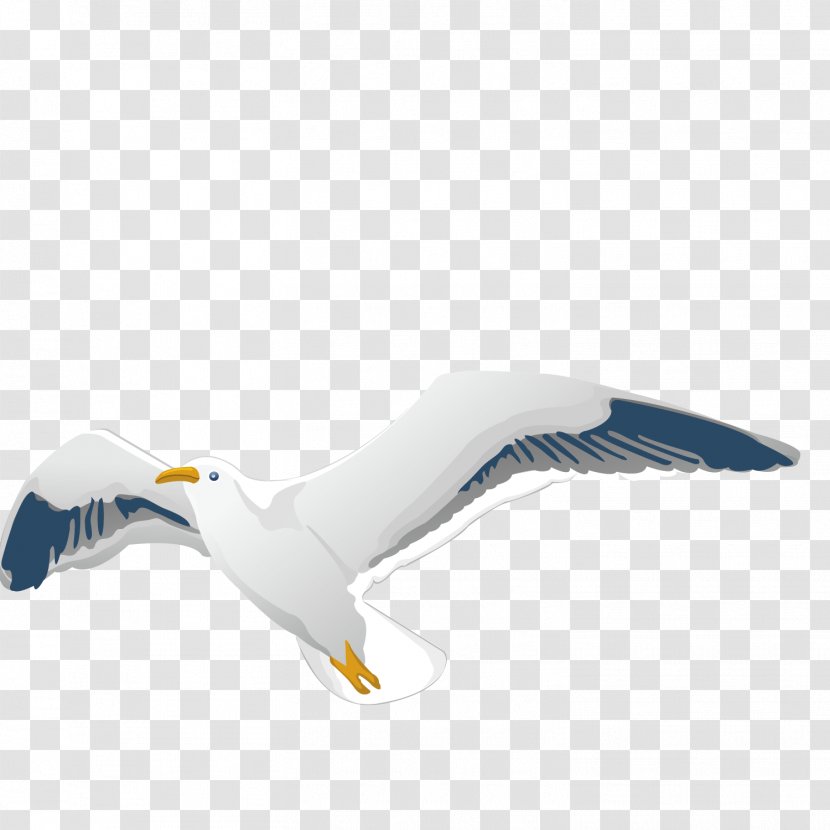Homing Pigeon Columbidae Flight Bird European Herring Gull - Fauna - Vector Pattern Flying Transparent PNG